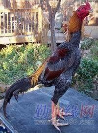 斗鸡打架在线视频,在线视频见证激烈打斗瞬间